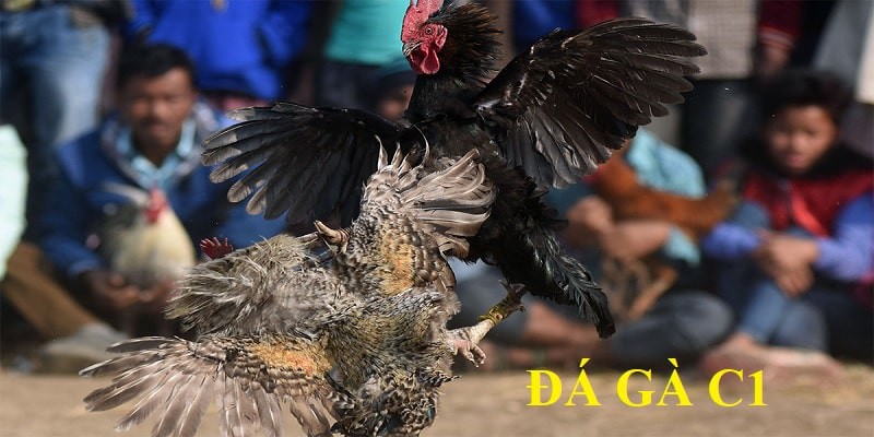 Các hình thức đá gà tại Casino đá gà C1