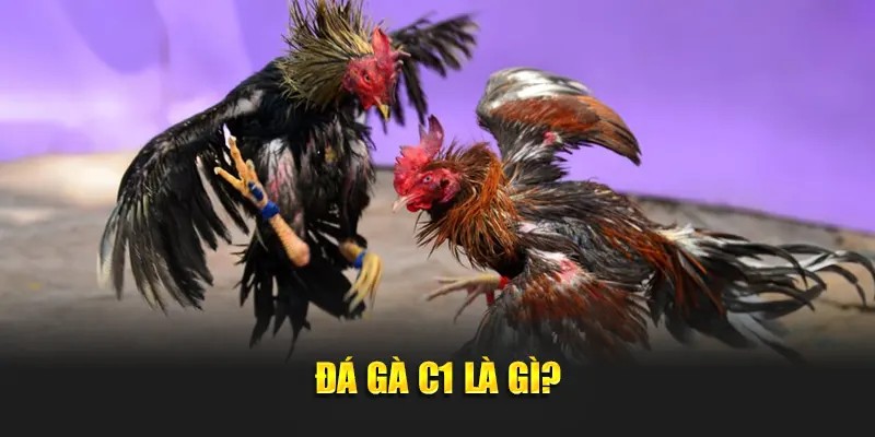 Đá gà C1 là gì?
