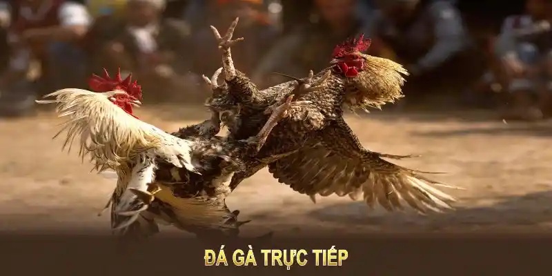 Giới thiệu coi đá gà trực tuyến